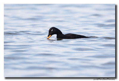 Grote Zee-eend - Velvet Scoter 20170202