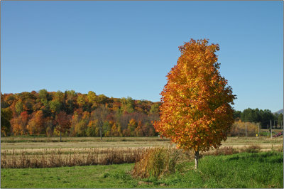 Automne / Autumn