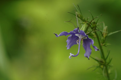 Campanula - Bell Flower