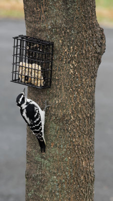 Hairy Woodpecker