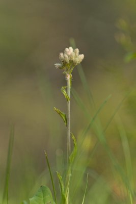 Antennaria