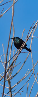 Brewer's Blackbird