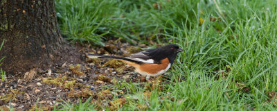 Eastern Towhee 