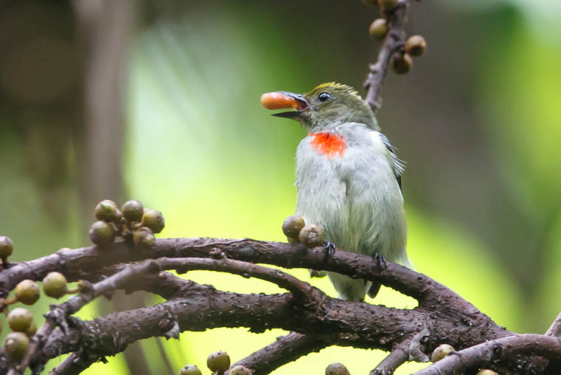 20130905Papua-3.jpg