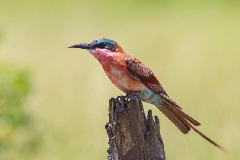 Zuidelijke Karmijnrode Bijeneter, southern Carmine Bee-eater