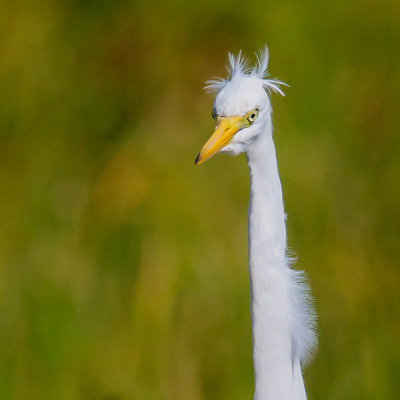 Great White Egret,Grote Zilverreiger