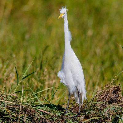 Great White Egret,Grote Zilverreiger