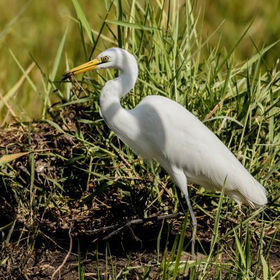 Great White Egret,Grote Zilverreiger