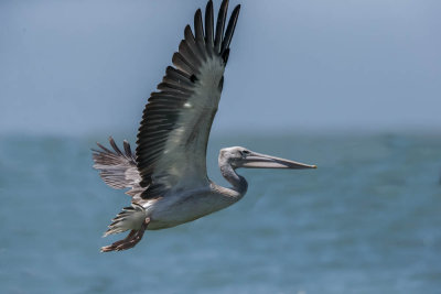 Kleine Pelikaan, Pink-backed Pelican