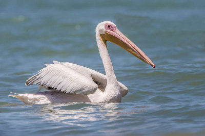 Kleine Pelikaan, Pink-backed Pelican