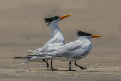 Royal Tern,Koningsstern