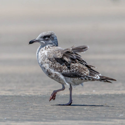 Kleine Mantelmeeuw, Lesser-Backed Gull