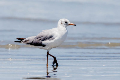 Dunbekmeeuw, Slender-Billed Gull