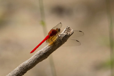 20121113Brazilie-86.jpg