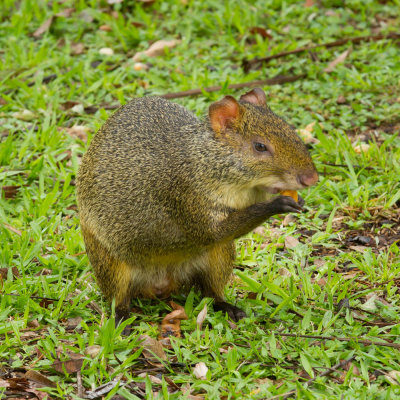 20121025Brazilie-6.jpg
