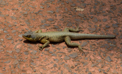 20121025Brazilie-60.jpg
