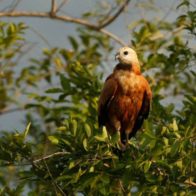 Black-Collered Hawk, Moeras Buizerd