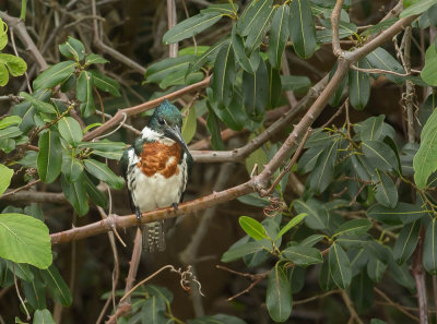 Amazone Ijsvogel, Amazone Kingfisher