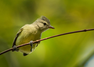 Geelkeelvliegenpikker, Southern -beardless Tyrannulet