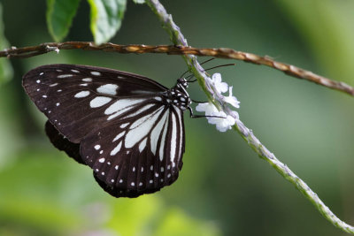 20130901Papua-2.jpg