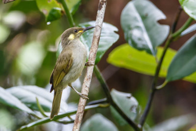 20130901Papua-7.jpg