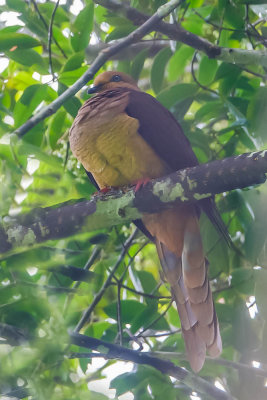 20130904Papua.jpg