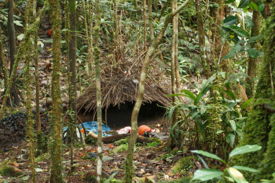 20130909Papua.jpg