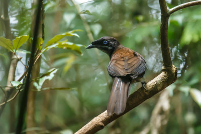 20130909Papua-5.jpg