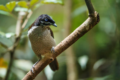 20130911Papua-3.jpg