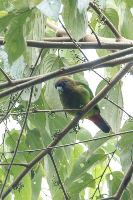 20130911Papua-17.jpg