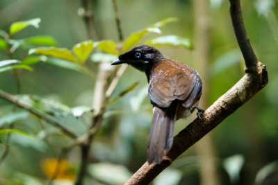 20130911Papua.jpg