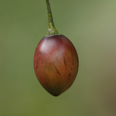 20130912Papua-7.jpg