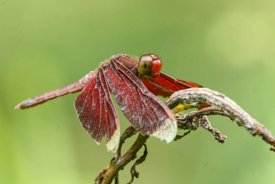 20130915Papua-3.jpg