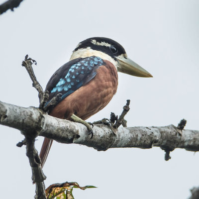 20130915Papua-6.jpg