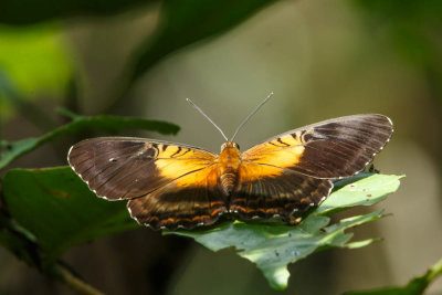 20130915Papua-30.jpg