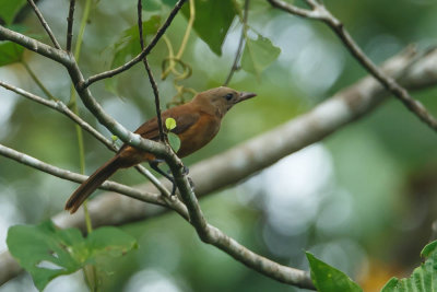 20130915Papua-55.jpg