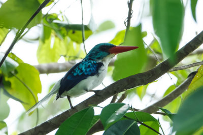 20130920Papua-5.jpg