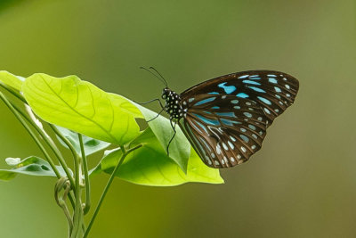 20130918Papua-2.jpg