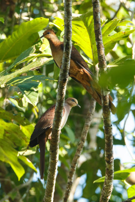 20130917Papua.jpg