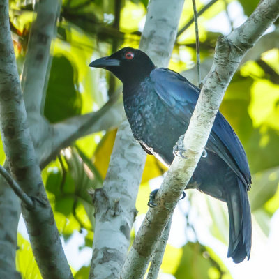 20130917Papua-60.jpg