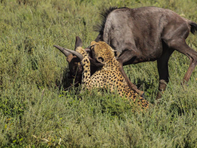 Cheetah/Wildebeest