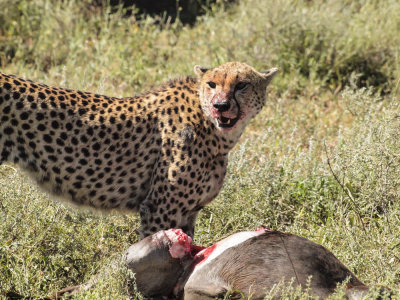 Cheetah/meat