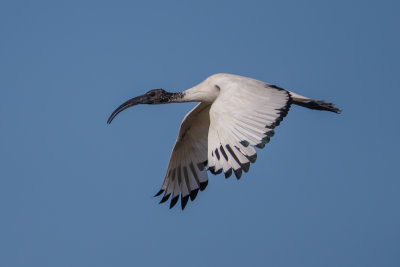 Heilige Ibis, Sacred Ibis