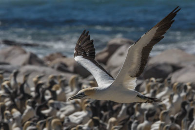 Cape Gannet, Kaapse Jan-van-gent
