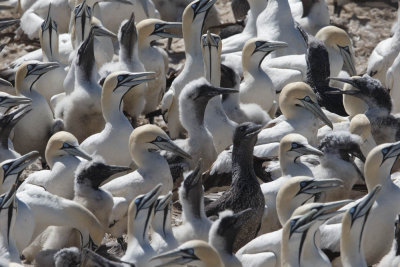 Cape Gannet, Kaapse Jan-van-gent