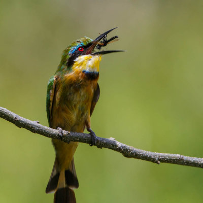 Little Bee-eater, Kleine bijeneter