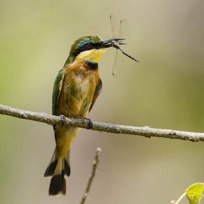 Little Bee-eater, Kleine bijeneter