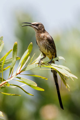 Cape Sugarbird, Kaapse Suikervogel