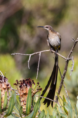 Cape Sugarbird, Kaapse Suikervogel