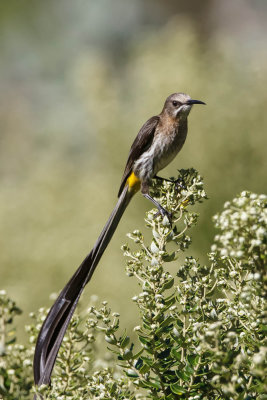 Cape Sugarbird, Kaapse Suikervogel